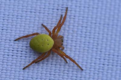 <i>Araniella</i>