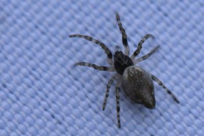 Cyclosa conica