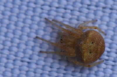 <i>Araneus</i>