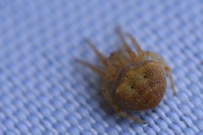 <i>Araneus</i>