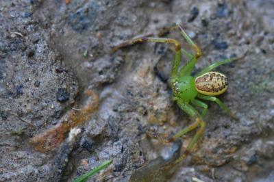 Thomise tricolore