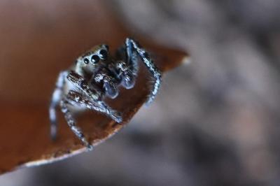 <i>Dendryphantes rudis</i>