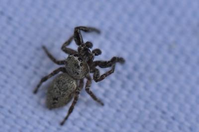 <i>Dendryphantes rudis</i>