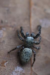 <i>Dendryphantes rudis</i>