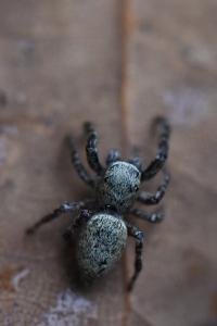 <i>Dendryphantes rudis</i>