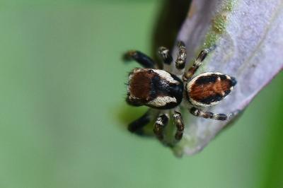 Evarcha falcata