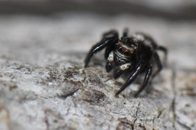 <i>Pseudeuophrys erratica</i>