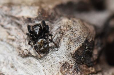 <i>Pseudeuophrys erratica</i>
