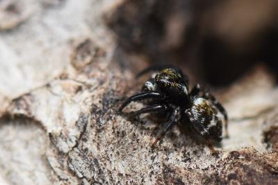 <i>Pseudeuophrys erratica</i>