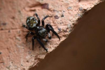 <i>Pseudeuophrys erratica</i>