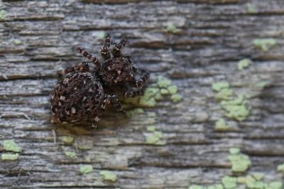 <i>Attulus pubescens</i>