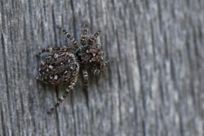<i>Attulus pubescens</i>