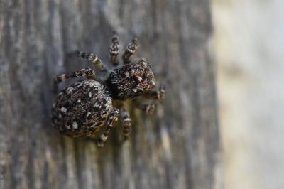 <i>Attulus pubescens</i>