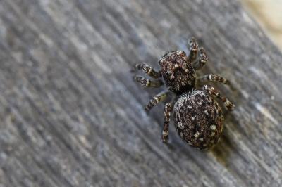 <i>Attulus pubescens</i>