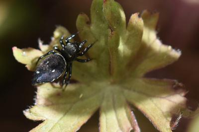 <i>Heliophanus kochii</i>