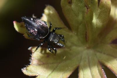 <i>Heliophanus kochii</i>