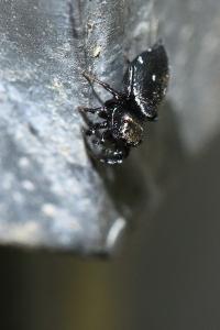 <i>Heliophanus kochii</i>