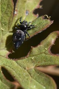 <i>Heliophanus kochii</i>