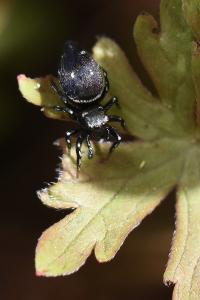 <i>Heliophanus kochii</i>