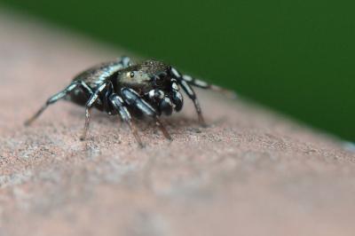 <i>Heliophanus</i>