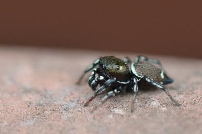 <i>Heliophanus</i>
