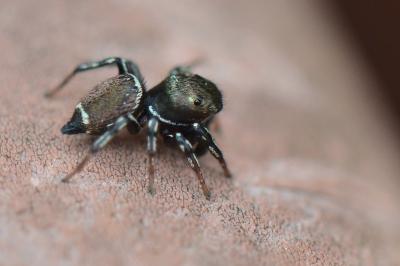 <i>Heliophanus</i>