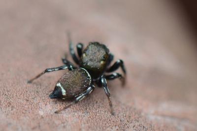 <i>Heliophanus</i>