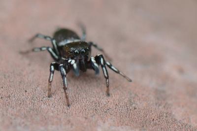 <i>Heliophanus</i>