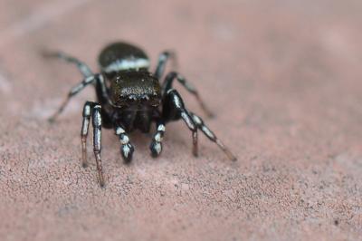 <i>Heliophanus</i>