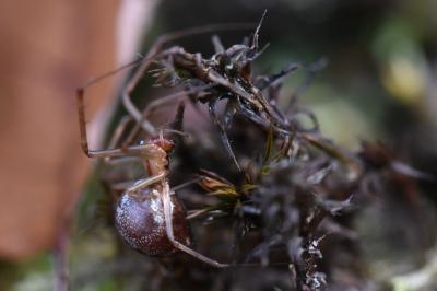 Linyphie triangulaire