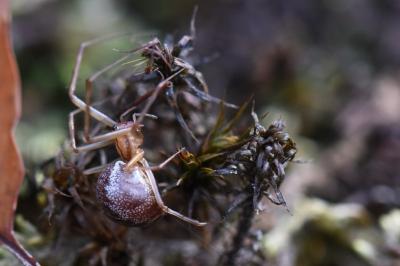 Linyphie triangulaire