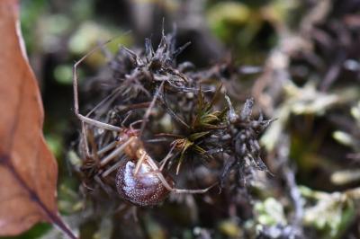 Linyphie triangulaire