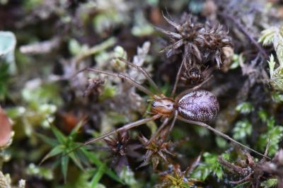 Linyphie triangulaire