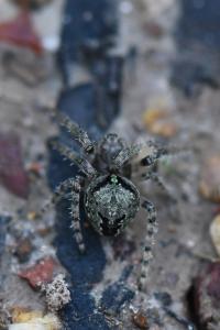 <i>Gibbaranea gibbosa</i>