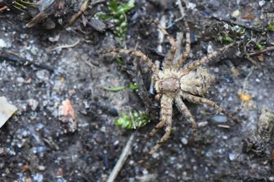 <i>Philodromus</i>