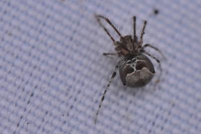 <i>Ero tuberculata</i>