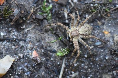 <i>Philodromus</i>