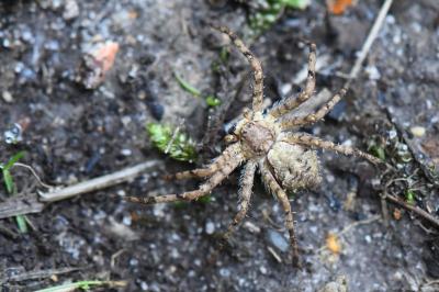 <i>Philodromus</i>