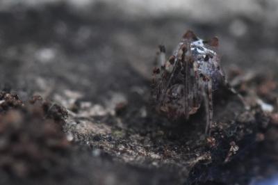 <i>Ero tuberculata</i>