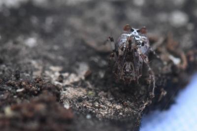 <i>Ero tuberculata</i>