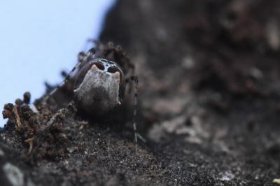 <i>Ero tuberculata</i>