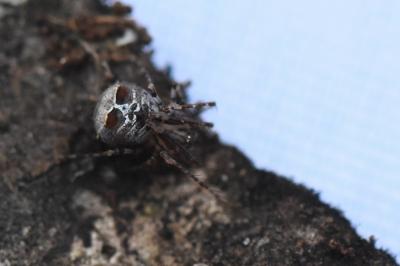 <i>Ero tuberculata</i>