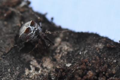 <i>Ero tuberculata</i>