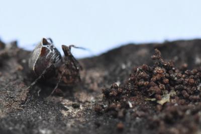 <i>Ero tuberculata</i>