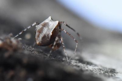 <i>Ero tuberculata</i>
