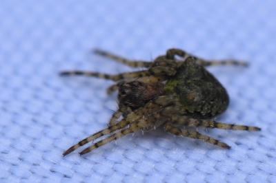 <i>Gibbaranea gibbosa</i>