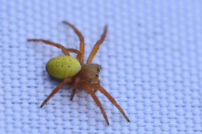 <i>Araniella</i>