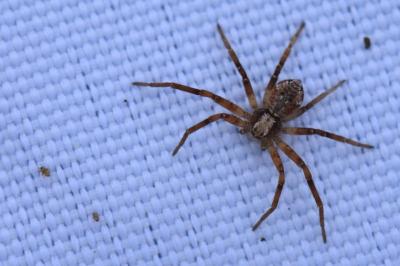 <i>Philodromus</i>
