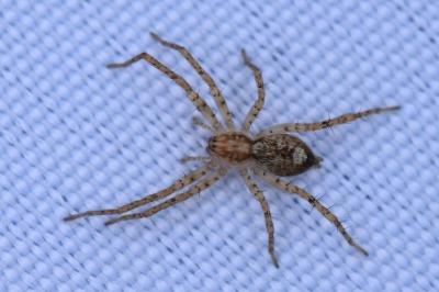 Anyphaena accentuata