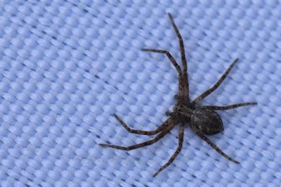 <i>Philodromus</i>